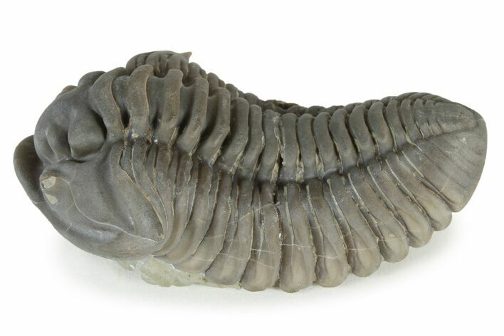 Huge, Flexicalymene Trilobite - Richwood, Kentucky #232703